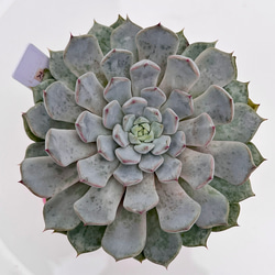 2025 New✨多肉植物 ソングフォーユー 韓国苗 多肉植物