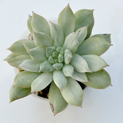 2025 New✨多肉植物　ソングフォーユー　韓国苗 2025 New✨多肉植物 ソングフォーユー 韓国苗 多肉植物