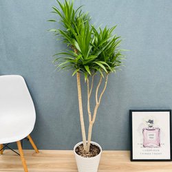 現品］【希少】2番 キンカン ソテツ 斑入り 9号 金環 蘇轍 観葉