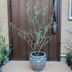 可愛い♪パールアカシア スクエア型テラコッタ鉢植え ミモザ オージー