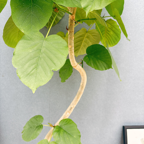 現品］7番 フィカス ウンベラータ 曲がり 8号 観葉植物 室内 大型 ゴム