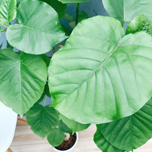 現品］7番 フィカス ウンベラータ 曲がり 8号 観葉植物 室内 大型 ゴム