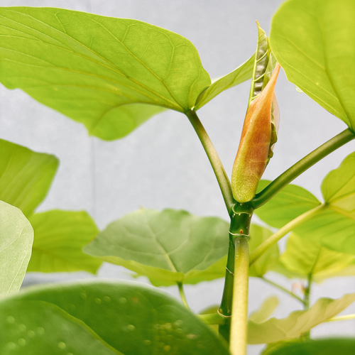 現品］7番 フィカス ウンベラータ 曲がり 8号 観葉植物 室内 大型 ゴム