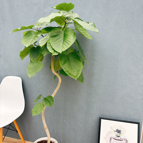 現品］7番 フィカス ウンベラータ 曲がり 8号 観葉植物 室内 大型 ゴム