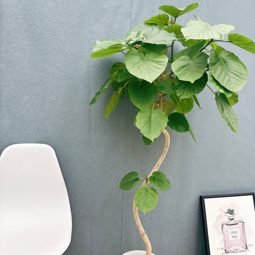 現品］7番 フィカス ウンベラータ 曲がり 8号 観葉植物 室内 大型 ゴム