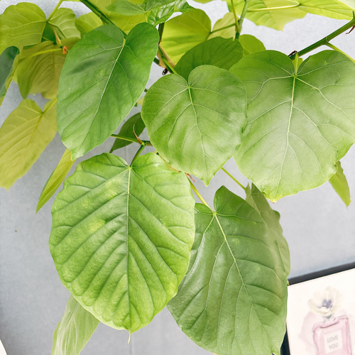 現品］7番 フィカス ウンベラータ 曲がり 8号 観葉植物 室内 大型 ゴム