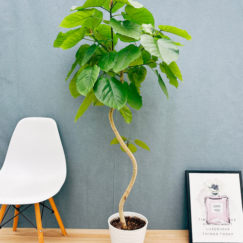 現品］7番 フィカス ウンベラータ 曲がり 8号 観葉植物 室内 大型 ゴム