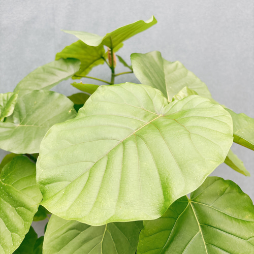 現品］7番 フィカス ウンベラータ 曲がり 8号 観葉植物 室内 大型 ゴム