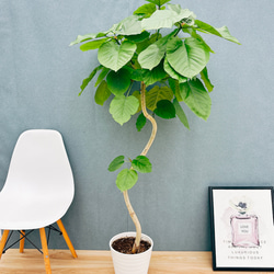 現品］7番 フィカス ベンガレンシス 曲がり 8号 観葉植物 室内 大型