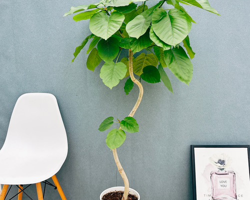 現品］7番 フィカス ウンベラータ 曲がり 8号 観葉植物 室内 大型 ゴム