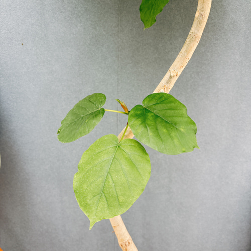 現品］7番 フィカス ウンベラータ 曲がり 8号 観葉植物 室内 大型 ゴム