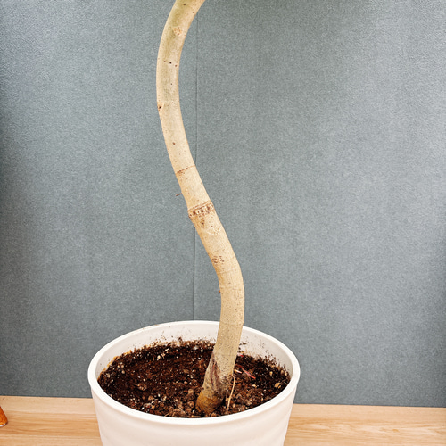 ウンベラータ 曲がり 8号鉢 約150cm 一点物】フィカス・ウンベラータ 8