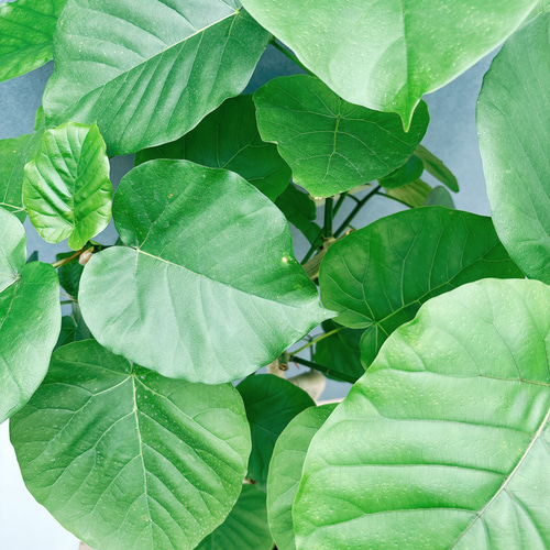 現品］7番 フィカス ウンベラータ 曲がり 8号 観葉植物 室内 大型 ゴム