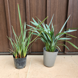 可愛い♪パールアカシア テラコッタ鉢植え ミモザ オージープランツ苗