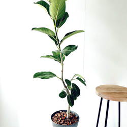 希少＊パキラ・ミルキーウェイ【現品発送】 calm cafe 希少＊パキラ・ミルキーウェイ【現品発送】 calm cafe - メルカリ