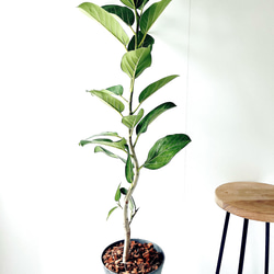 人気》希少 パキラ ミルキーウェイ 実生 観葉植物 calm cafe