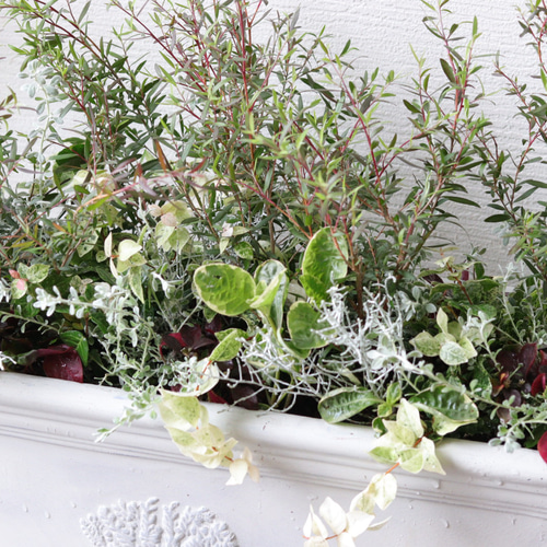 秋風に揺れる❤︎レプトスペルマムのリーフでまとめた寄せ植え 秋風に揺れる❤︎レプトスペルマムのリーフでまとめた寄せ植え 多肉