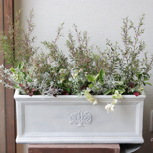 秋風に揺れる❤︎レプトスペルマムのリーフでまとめた寄せ植え 秋風に揺れる❤︎レプトスペルマムのリーフでまとめた寄せ植え 多肉