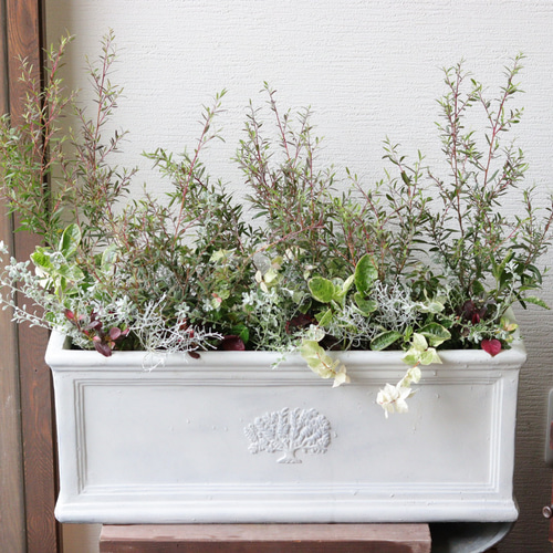 秋風に揺れる❤︎レプトスペルマムのリーフでまとめた寄せ植え 秋風に揺れる❤︎レプトスペルマムのリーフでまとめた寄せ植え 多肉