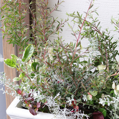 秋風に揺れる❤︎レプトスペルマムのリーフでまとめた寄せ植え 多肉