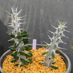 レアサボテンコレクション・マミラリア属・ピコモンストinわけけのお店 レアサボテンコレクション・マミラリア属・ピコモンストinわけけのお店