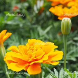 天然マリーゴールドの花種、大量1万粒、お花畑パック＋季節の種セット