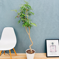 現品］【希少】5番 モンステラ 幹上がり 8号 観葉植物 室内 大型