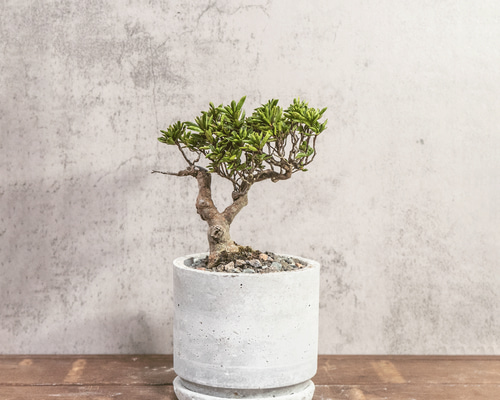 ツゲ｜自然な曲線美と柔らかな緑を楽しむモダン盆栽【手作りモルタル鉢