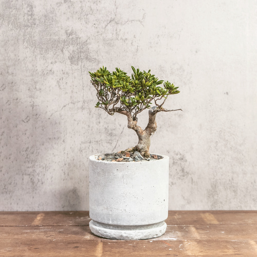 ツゲ｜自然な曲線美と柔らかな緑を楽しむモダン盆栽【手作りモルタル鉢