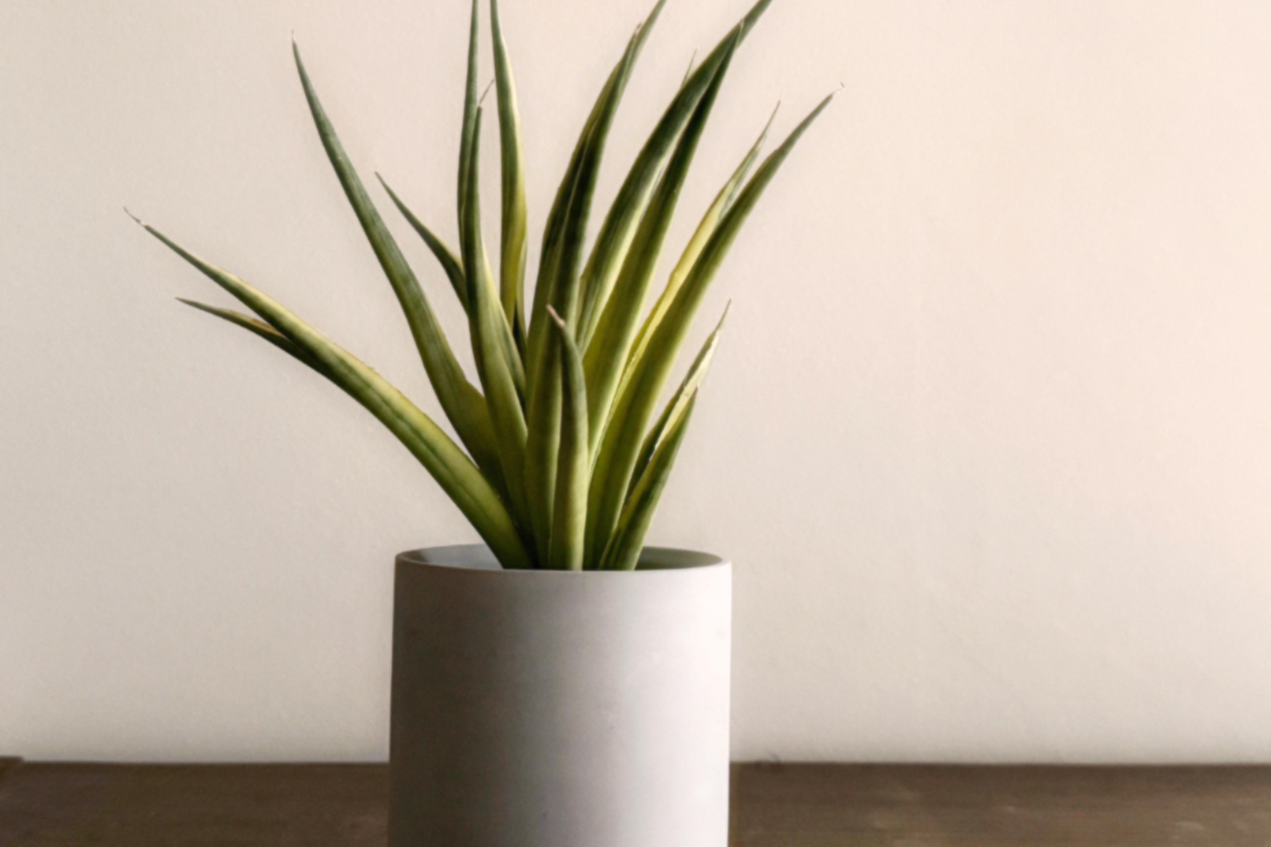 広がる葉とさわやかな錦がとても美しい「サンスベリア グラキリス」　デスクトップにちょうどいい多肉植物