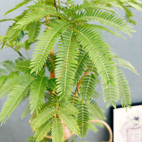 現品］88番 エバーフレッシュ 曲がり 8号 観葉植物 室内 大型 人気  