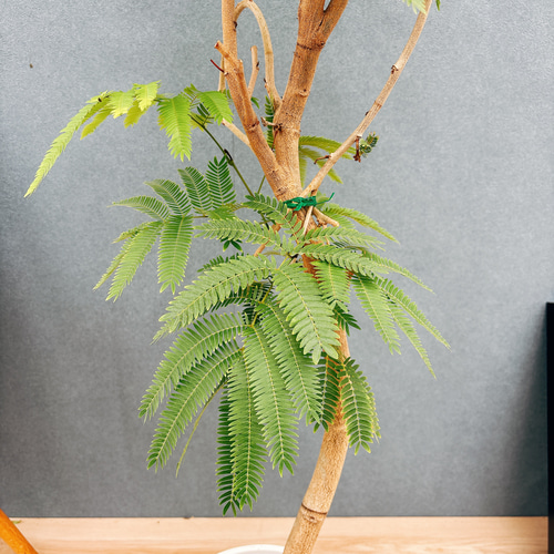 ［現品］88番　エバーフレッシュ　曲がり　8号　観葉植物　室内　ハート　一点物 現品］88番 エバーフレッシュ 曲がり 8号 観葉植物 室内 大型 人気