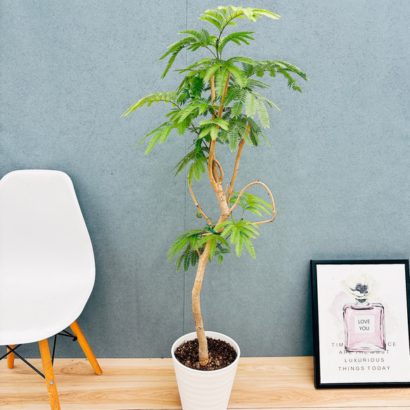 現品］88番 エバーフレッシュ 曲がり 8号 観葉植物 室内 大型 人気  