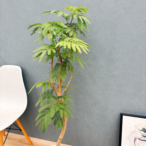 現品］88番 エバーフレッシュ 曲がり 8号 観葉植物 室内 大型 人気  