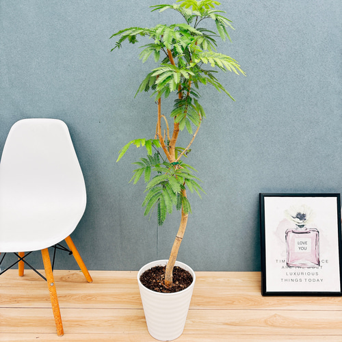 ［現品］88番　エバーフレッシュ　曲がり　8号　観葉植物　室内　ハート　一点物 現品］88番 エバーフレッシュ 曲がり 8号 観葉植物 室内 大型 人気