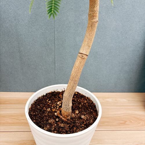 ［現品］88番　エバーフレッシュ　曲がり　8号　観葉植物　室内　ハート　一点物 現品］88番 エバーフレッシュ 曲がり 8号 観葉植物 室内 大型 人気