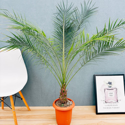 現品］【希少】5番 モンステラ 幹上がり 8号 観葉植物 室内 大型