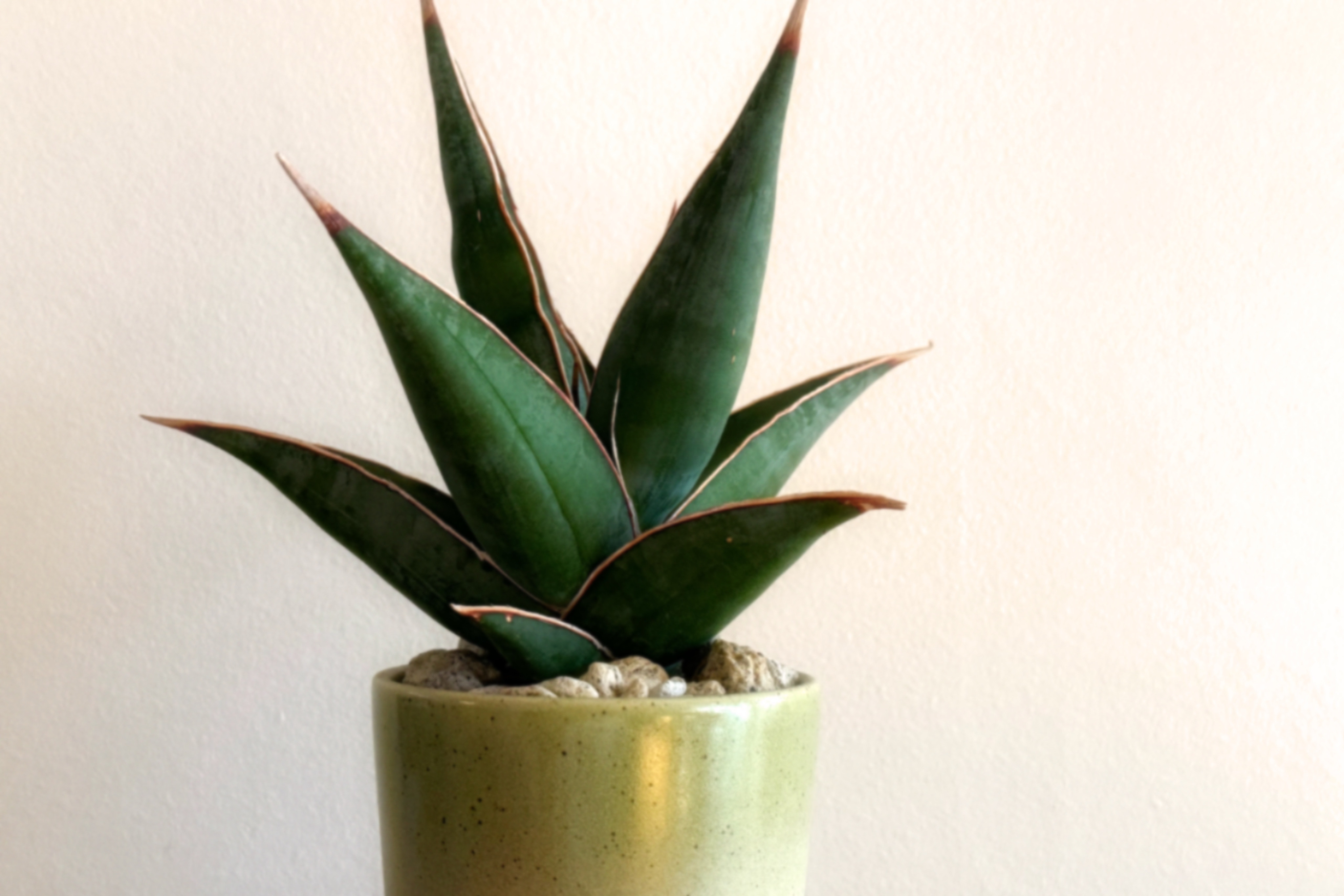 赤白のエッジと優雅なラインが美しい「サンスベリア ピングイキュラ」　デスクトップにちょうどいい多肉植物