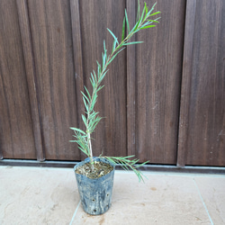 可愛い♪パールアカシア レンガ風石膏鉢植え ミモザ オージー