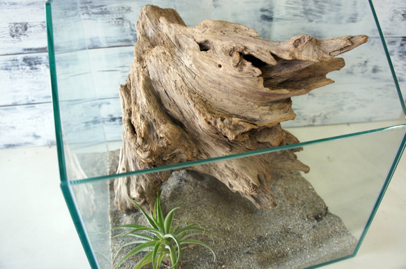 流木 あく抜き処理 煮沸消毒済 テラリウム 爬虫類 登り木 レイアウト