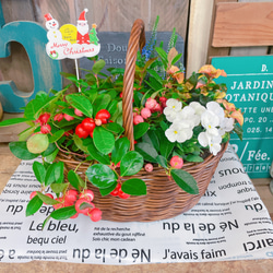 ガーベラ　2本セット 直前!!】【さぎやま】ガーベラ バラエティMix(ジェルミニふつうサイズ