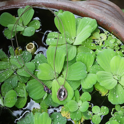 ファセットカット★ガーネット★マクラメネックレス2132 3枚目の画像