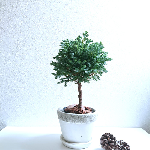 ○数量限定○ 珍しい針葉樹のトピアリー ”ブルーバード 鉢/受皿セット
