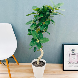 ［現品］【希少】2番　サイカス　タイシルバー　実生　蘇轍　レア　6年株　珍しい 現品］【希少】2番 サイカス タイシルバー 実生 蘇轍 観葉植物