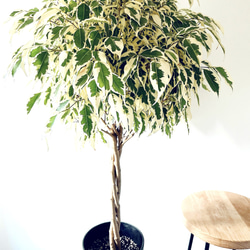 Premium Plants】エバーフレッシュ ネムノキ 観葉植物 大型 c その他