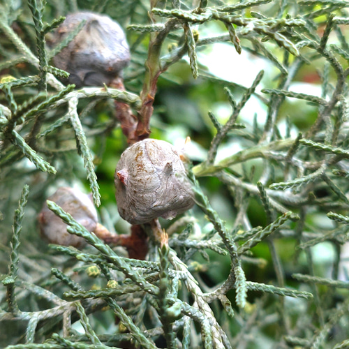 ○数量限定○ 北欧style 針葉樹 大きめ60 ”コニファー サルフレア 鉢