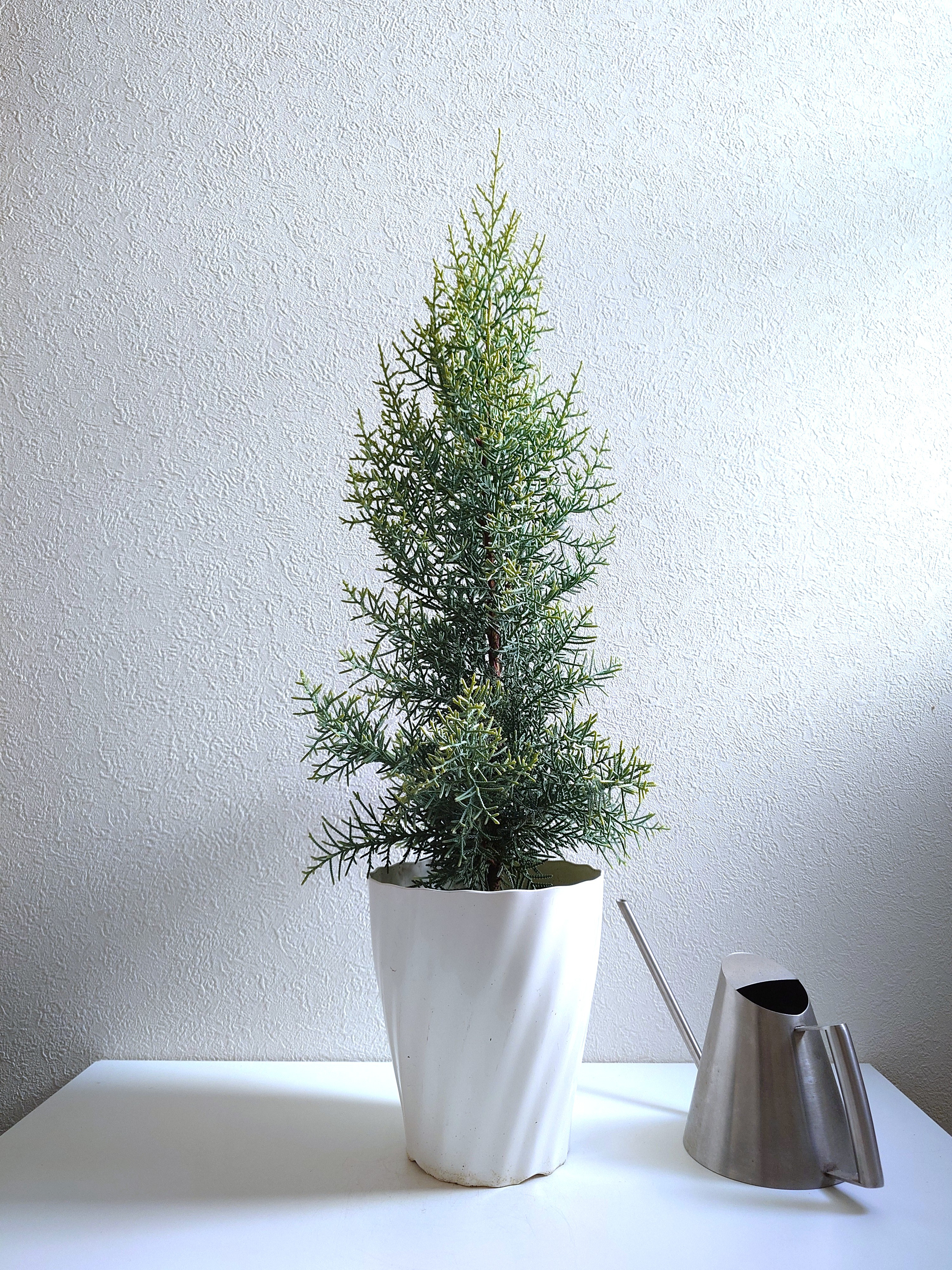 ○数量限定○ 北欧style 針葉樹 大きめ60 ”コニファー サルフレア 鉢