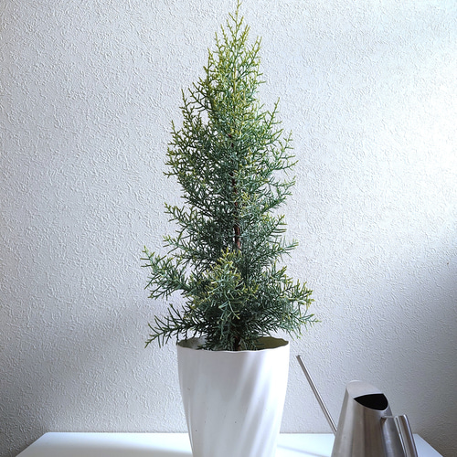 ○数量限定○ 北欧style 針葉樹 大きめ60 ”コニファー サルフレア 鉢