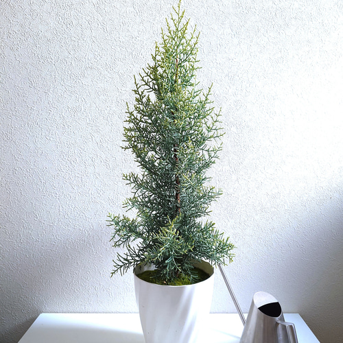 ○数量限定○ 北欧style 針葉樹 大きめ60 ”コニファー サルフレア 鉢