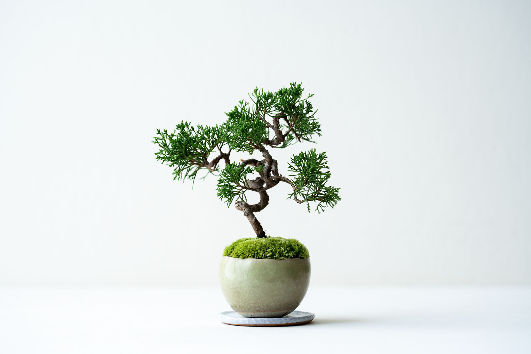 糸魚川シンパク｜うぐいすのうつわ